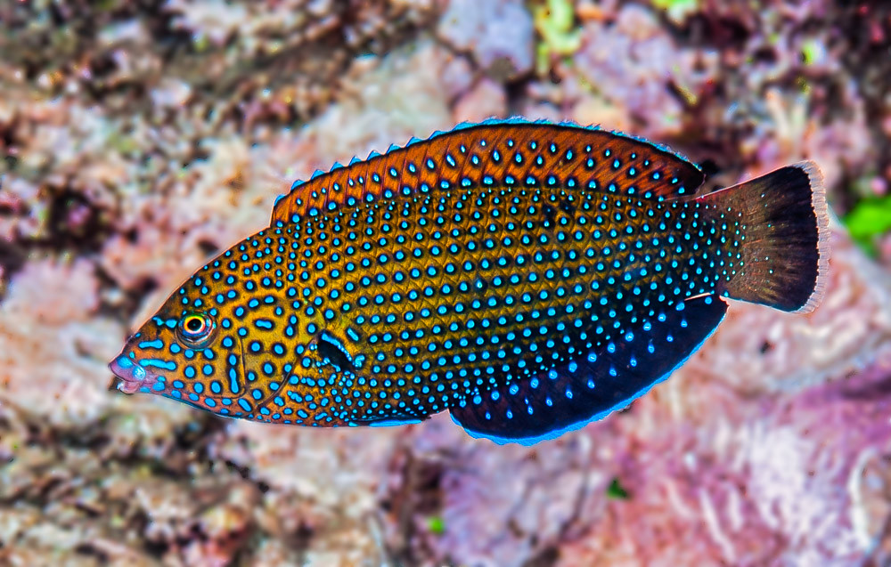 Blue-spotted wrasse, initial phase - Anampses caeruleopunctatus