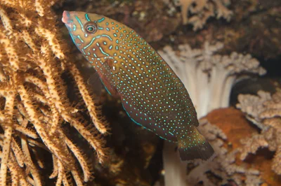 Anampses caeruleopunctatus