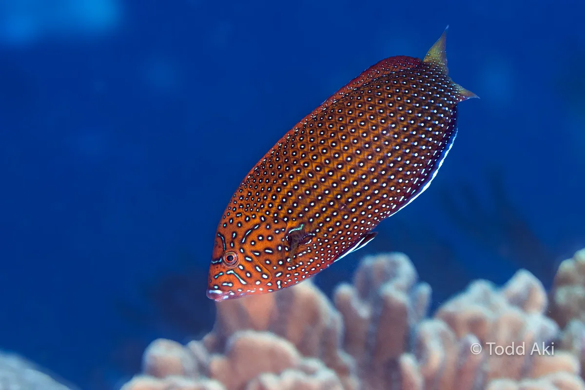 blue spotted