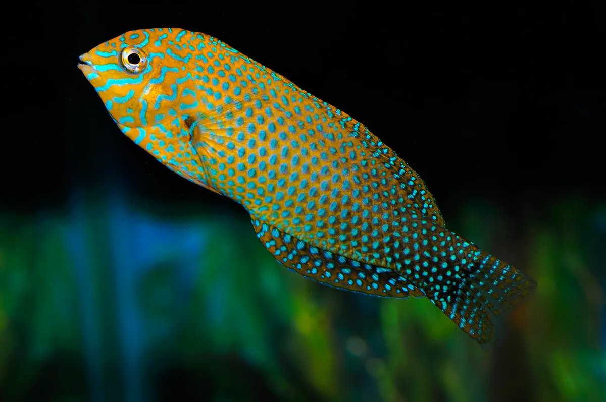 Strawberry Wrasse