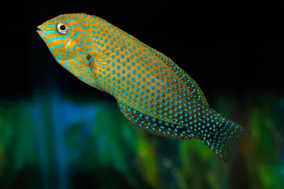 Strawberry Wrasse