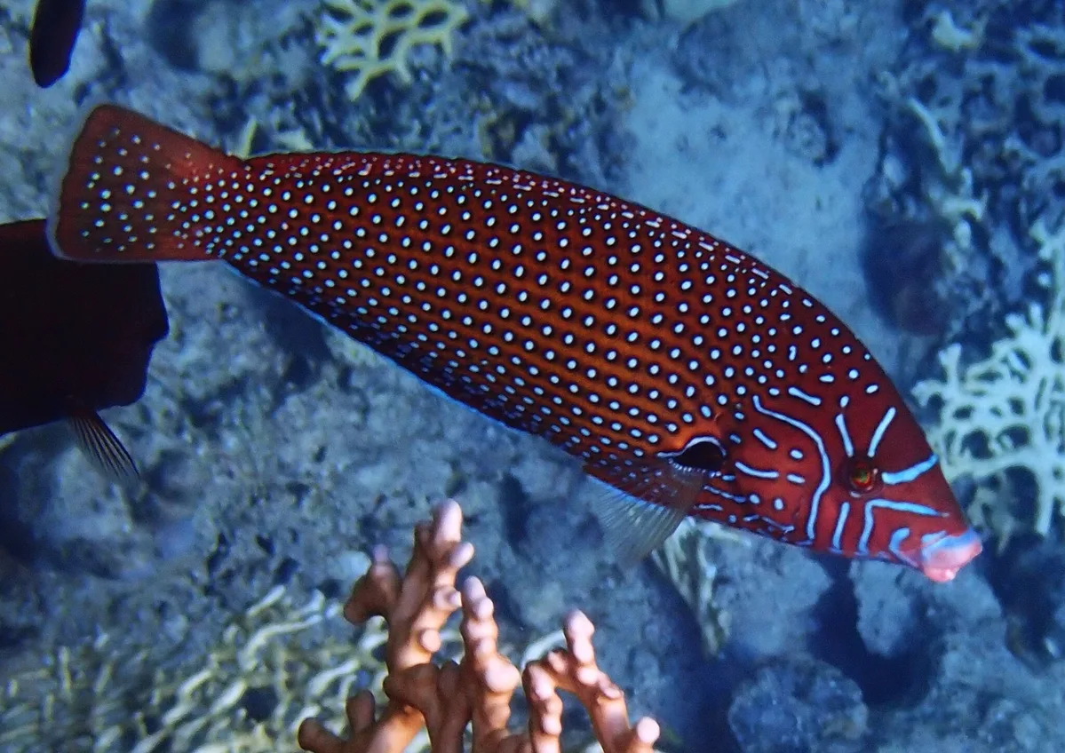 Anampses caeruleopunctatus - Sunrise Remal_Sharm El-Sheikh,Egypt