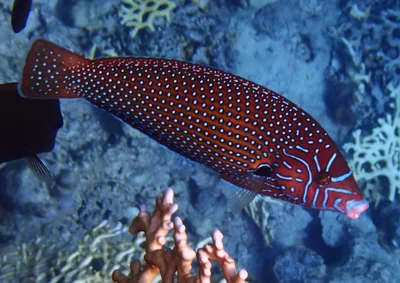 Anampses caeruleopunctatus - Sunrise Remal_Sharm El-Sheikh,Egypt