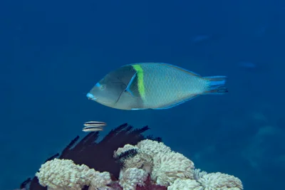 Anampses caeruleopunctatus - Maluku Tenggara Barat, Maluku, Indonesia