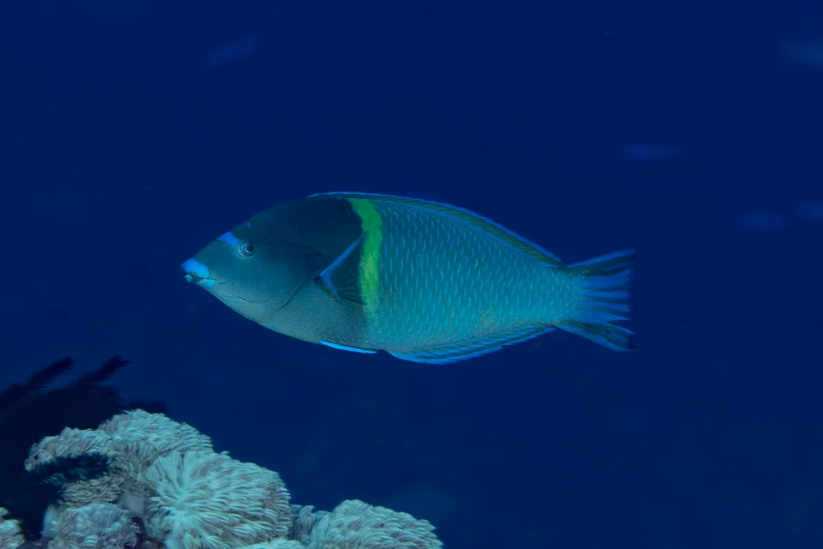 Anampses caeruleopunctatus - Maluku Tenggara Barat, Maluku, Indonesia