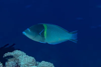 Anampses caeruleopunctatus - Maluku Tenggara Barat, Maluku, Indonesia