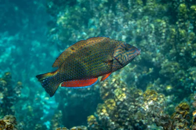 Anampses caeruleopunctatus - Îles Sous-le-Vent, PF