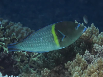 Anampses caeruleopunctatus - Flynn Reef, QLD