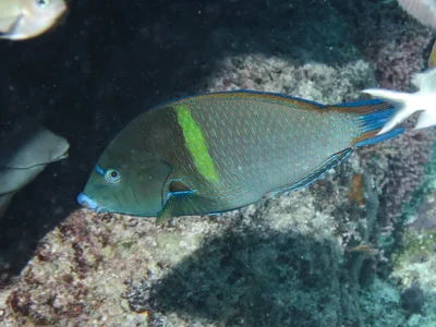 Anampses caeruleopunctatus - Ribbon Reef 10, Cod Hole, QLD