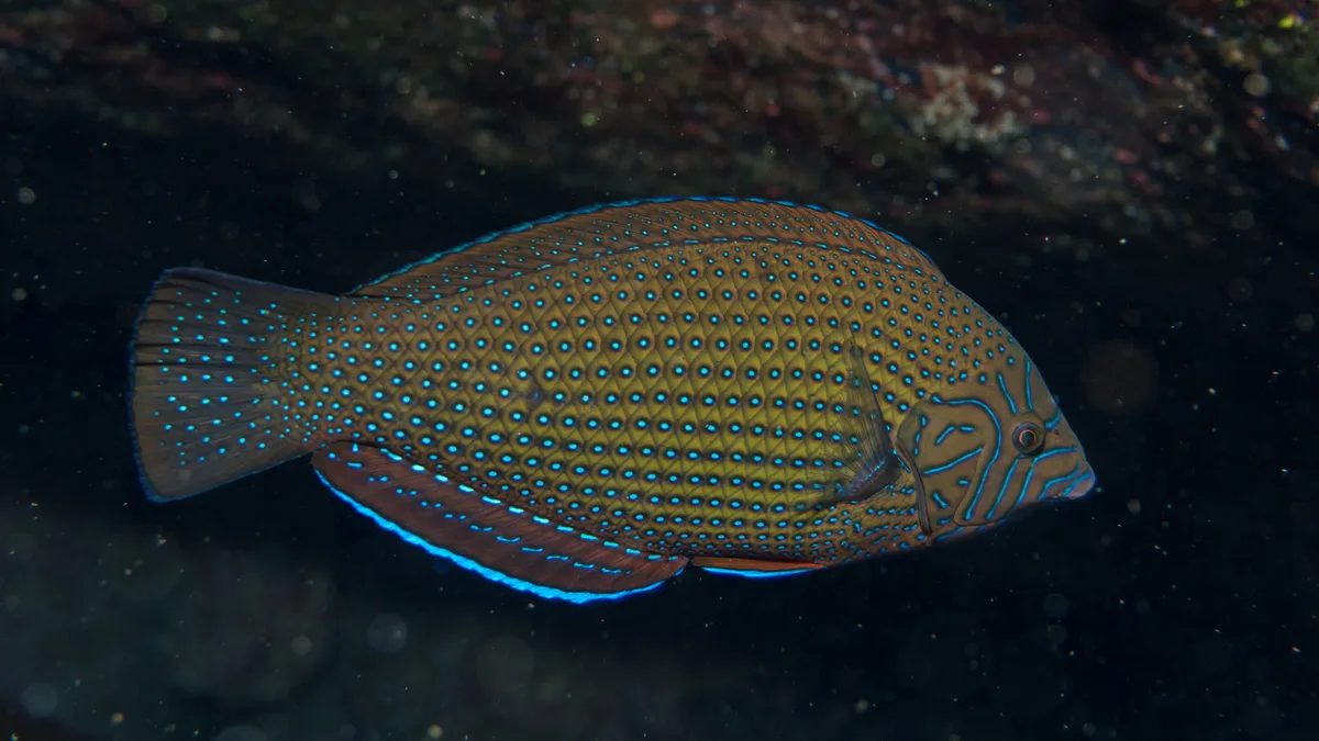 Anampses caeruleopunctatus - Uracus (Farallon de Pajaros), Northern Islands, CNMI