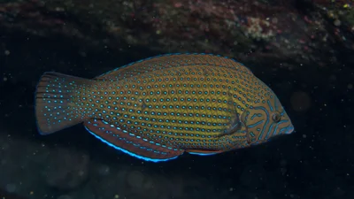 Anampses caeruleopunctatus - Uracus (Farallon de Pajaros), Northern Islands, CNMI