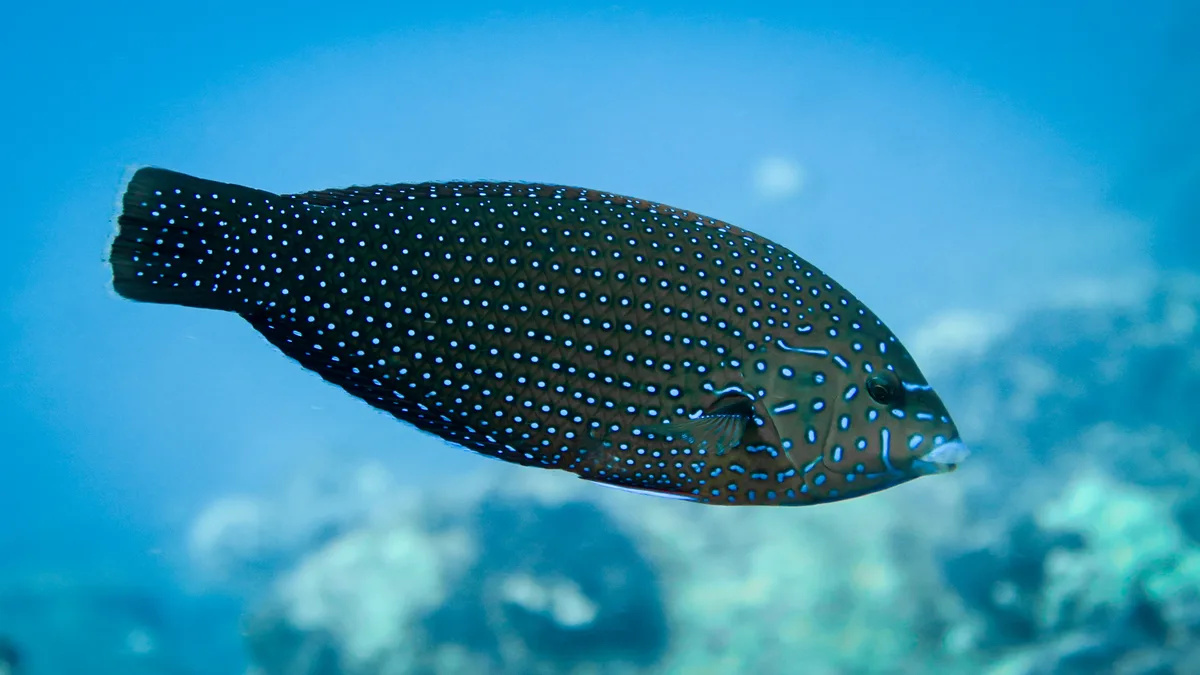 Anampses caeruleopunctatus - Wake Island