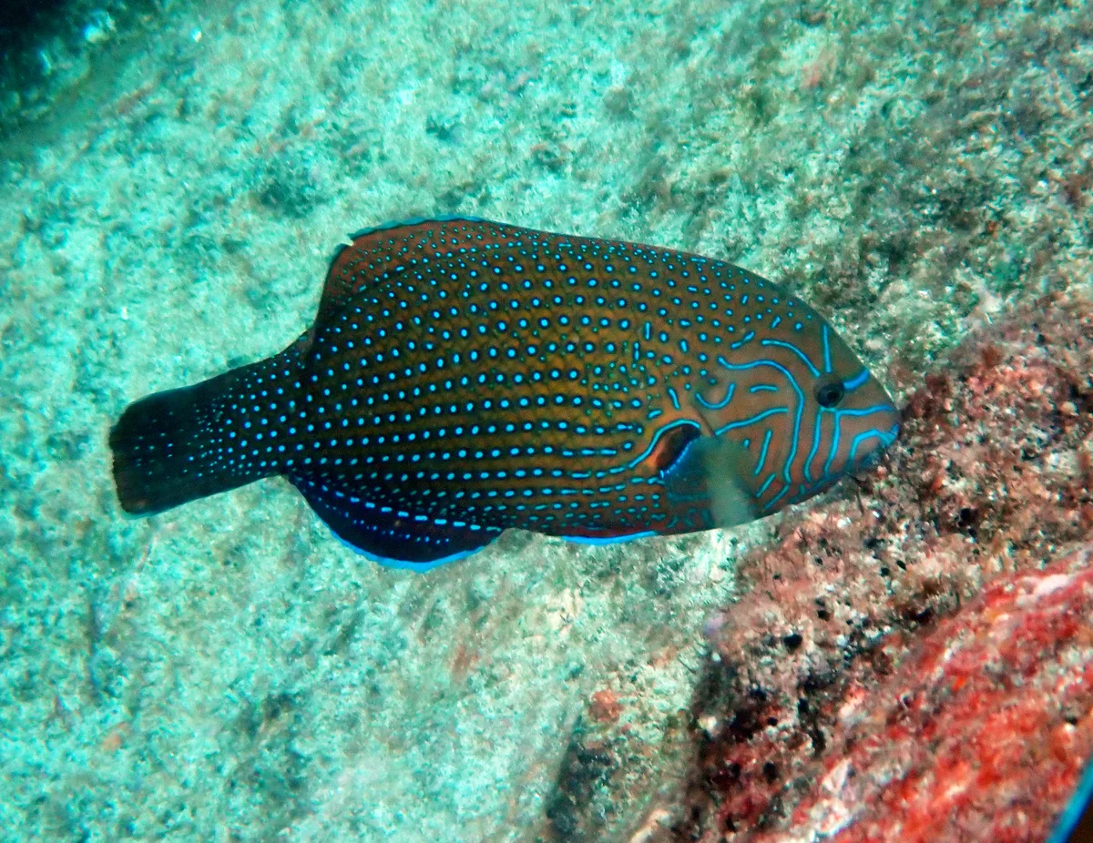 Anampses caeruleopunctatus - Saint Pierre, Seychelles