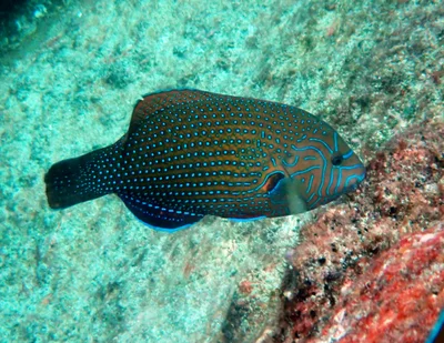 Anampses caeruleopunctatus - Saint Pierre, Seychelles