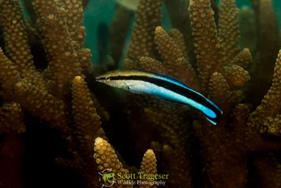 Bluestreak Cleaner Wrasse (Labroides dimidiatus)