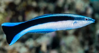 Bluestreak cleaner wrasse - Labroides dimidiatus