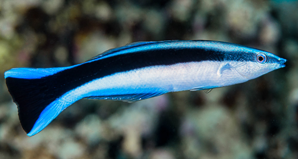 Bluestreak cleaner wrasse - Labroides dimidiatus