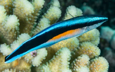 Bluestreak cleaner wrasse - Labroides dimidiatus