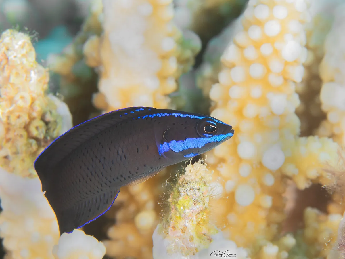 Blue-striped Dottyback - Pseudochromis springeri