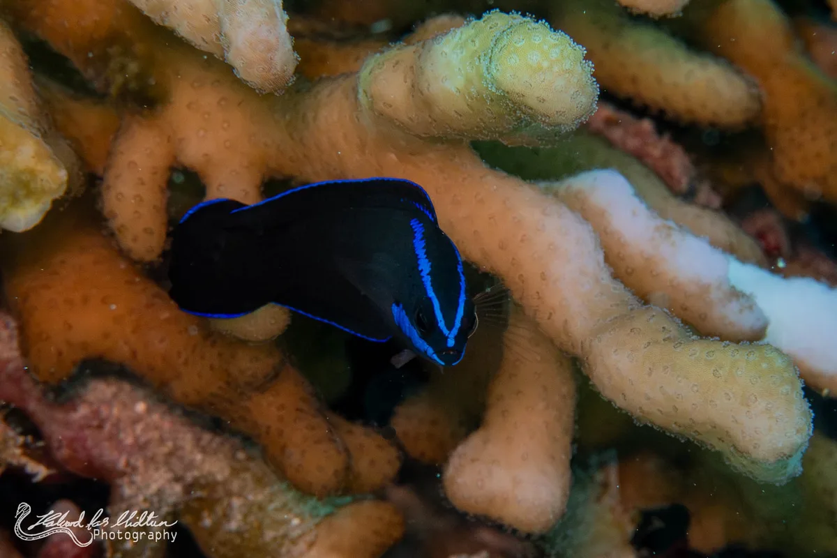 Pseudochromis springeri (Bluestriped Dottyback)