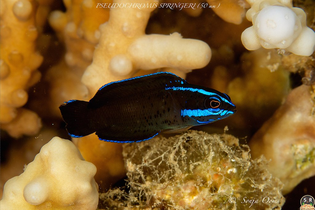 PSEUDOCHROMIS SPRINGERI (50 mm)