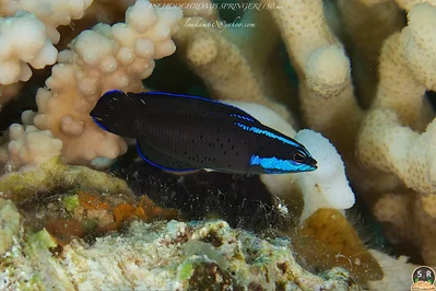 PSEUDOCHROMIS SPRINGERI (50 mm) (1)