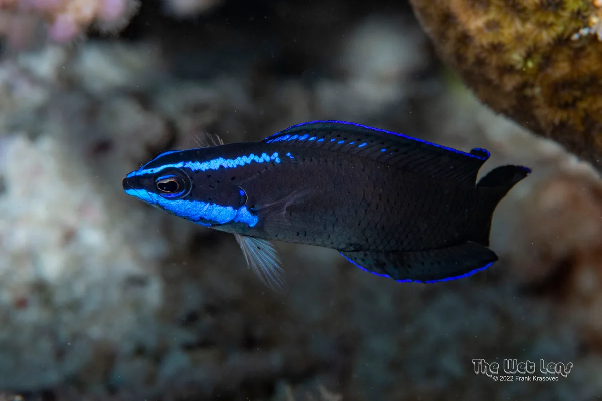 Pseudochromis springeri