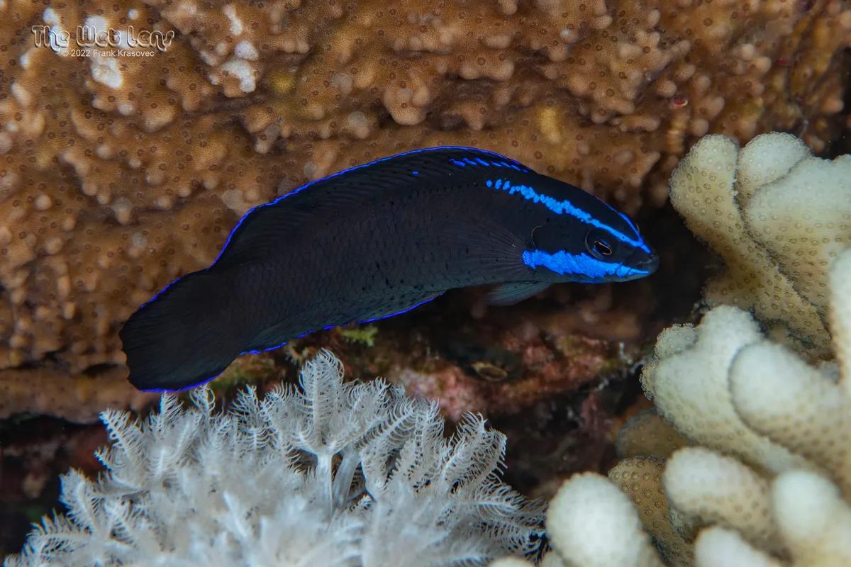 Pseudochromis springeri