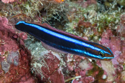 Bluestriped Fangblenny