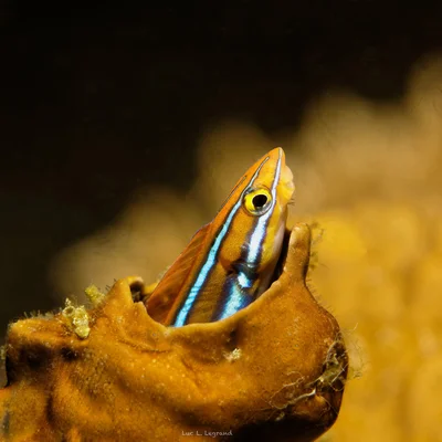 Bluestriped Fangblenny, Plagiotremus rhinorhynchos,