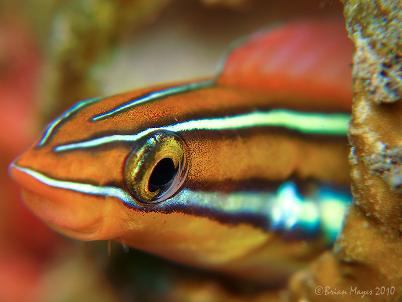 Bluestriped Fangblenny (Plagiotremus rhinorhynchos)