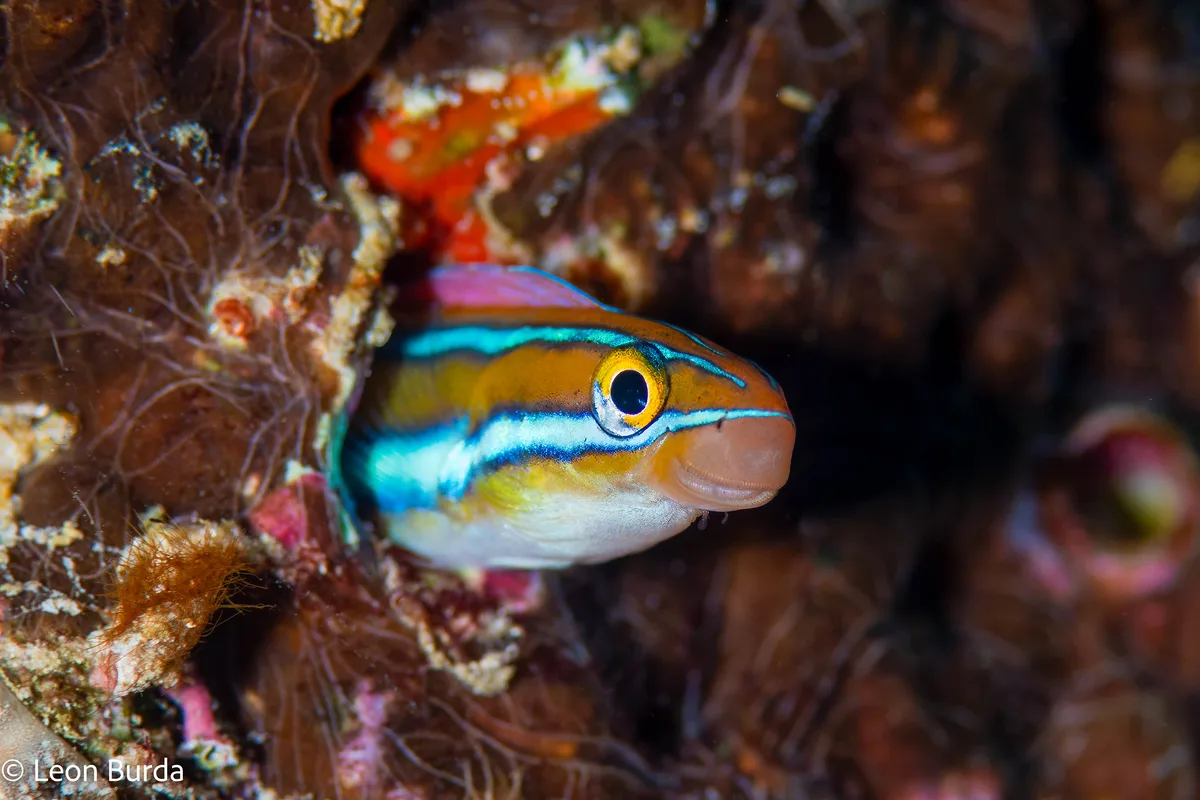 bluestriped fangblenny.jpg