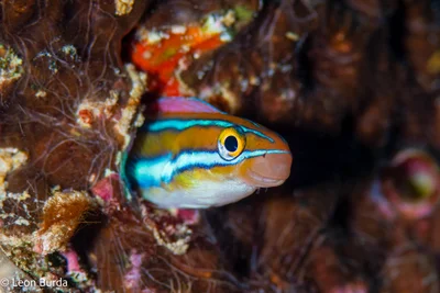 bluestriped fangblenny.jpg