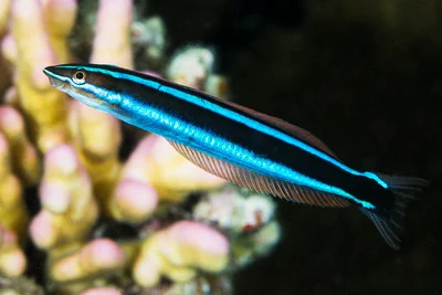 Bluestriped Fangblenny - Plagiotremus rhinorhynchos