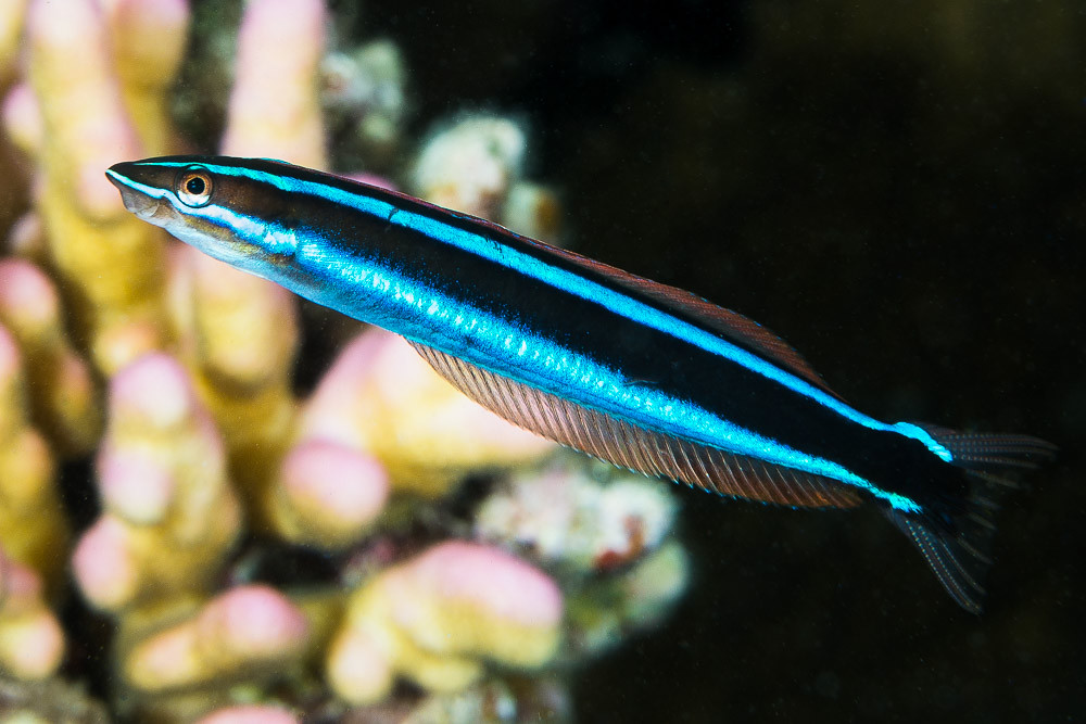 Bluestriped Fangblenny - Plagiotremus rhinorhynchos