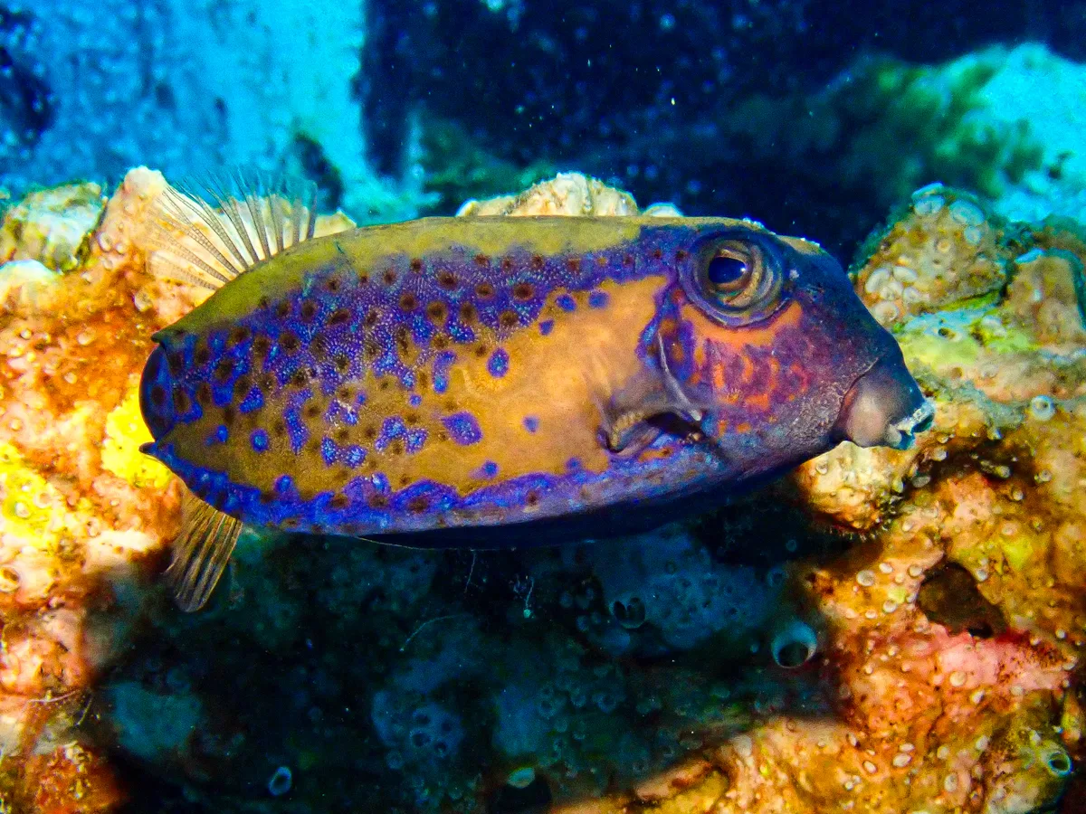 Bluetail Boxfish