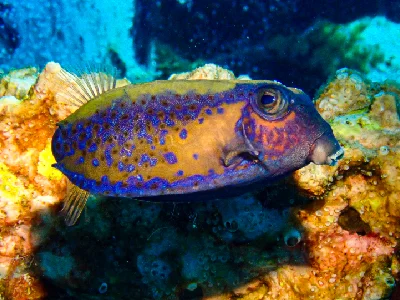 Bluetail Boxfish