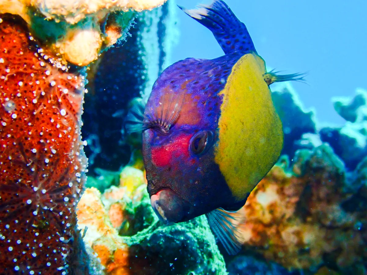 Bluetail Boxfish