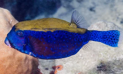 Bluetail Trunkfish, male - Ostracion cyanurus