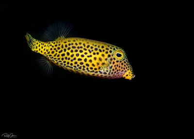Bluetail Trunkfish - juvenile  -Ostracion cyanurus