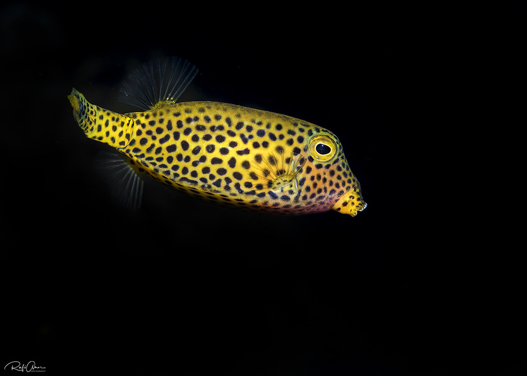 Bluetail Trunkfish - juvenile -Ostracion cyanurus