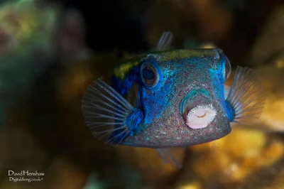 Abia (Ostracion cyanurus)