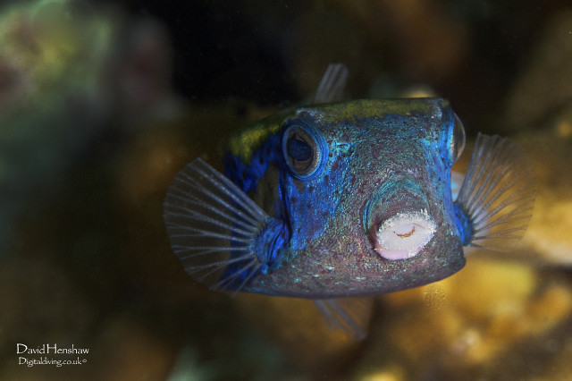 Abia (Ostracion cyanurus)