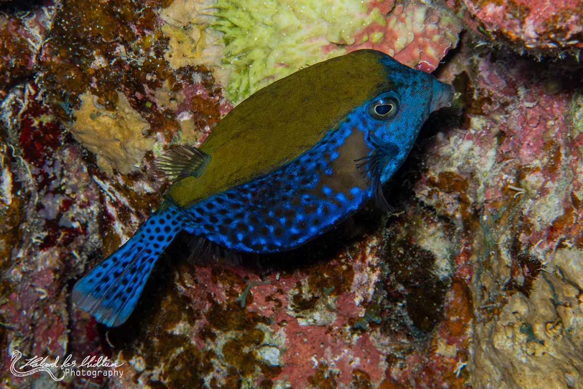 Ostracion cyanurus (Bluetail Trunkfish)