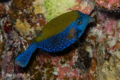 Ostracion cyanurus (Bluetail Trunkfish)