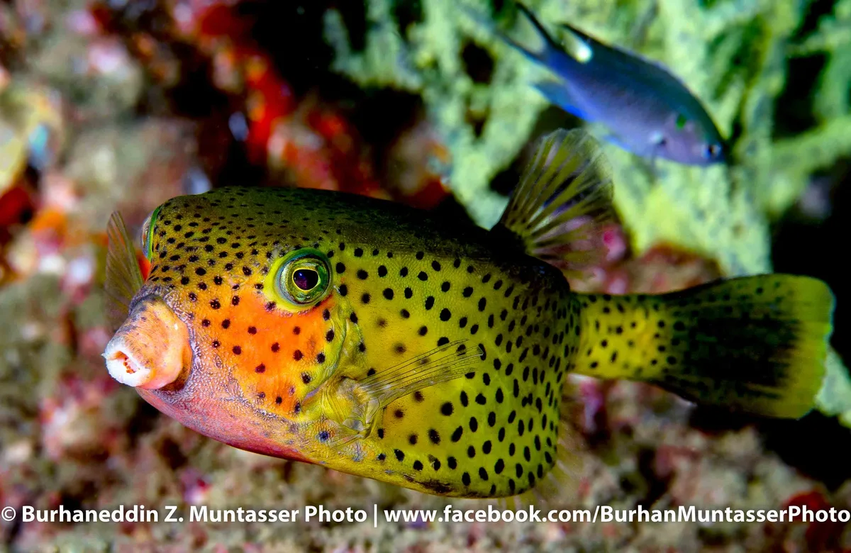 Bluetail Trunkfish-Female (Ostracion cyanurus)