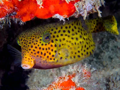 Bluetail Trunkfish - Female (Ostracion cyanurus)