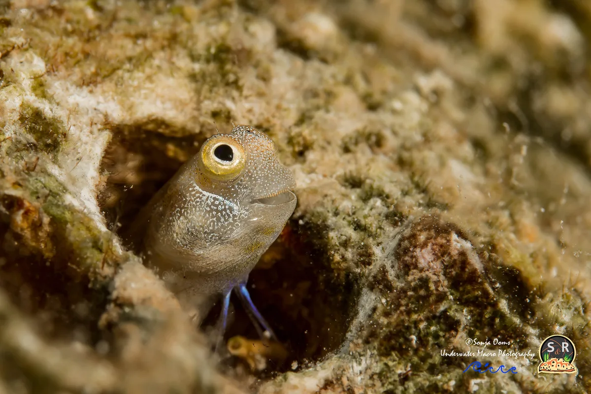 ALLOBLENNIUS PICTUS