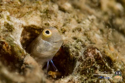 ALLOBLENNIUS PICTUS