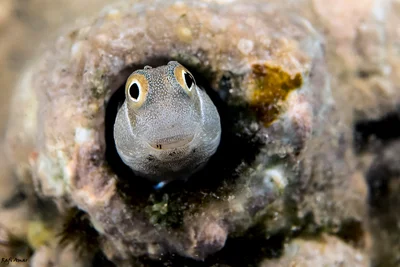 Bluebell Blenny - Alloblennius pictus